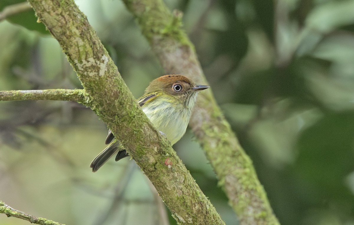 Scale-crested Pygmy-Tyrant - ML641406799