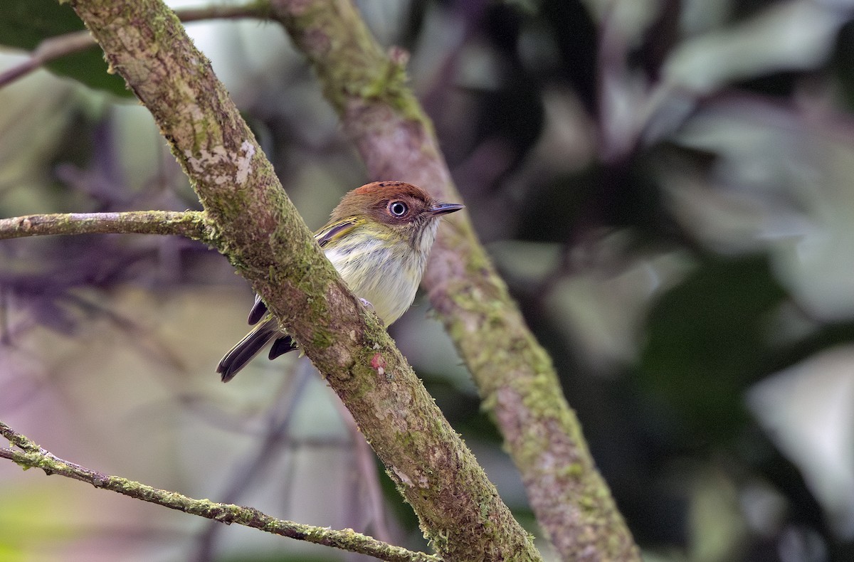 Scale-crested Pygmy-Tyrant - ML641406800