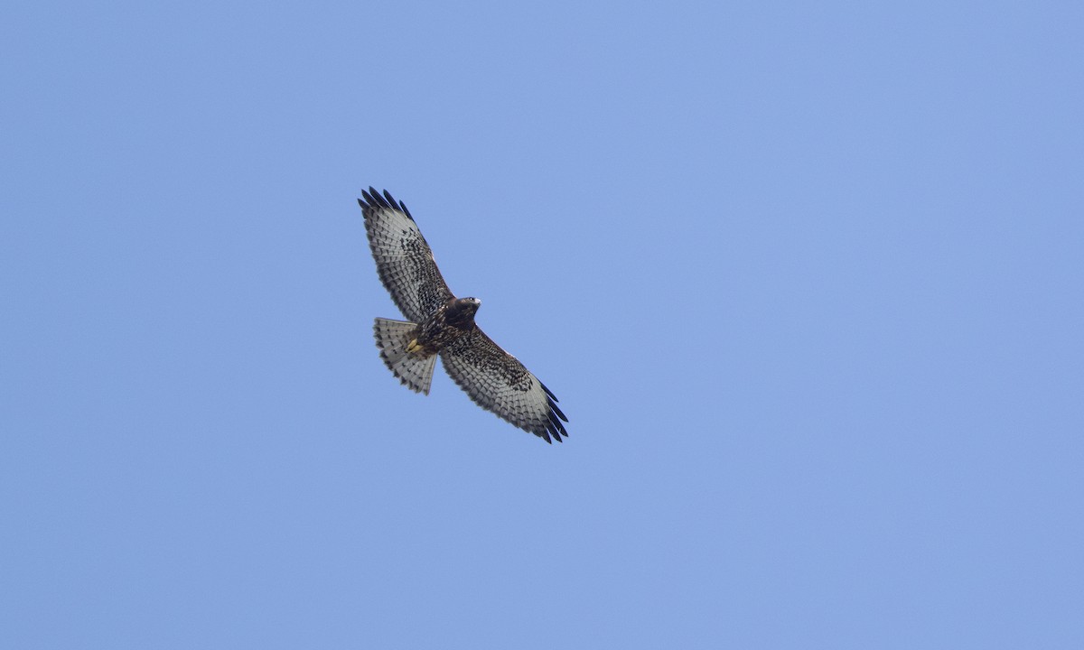 Short-tailed Hawk - ML641406804