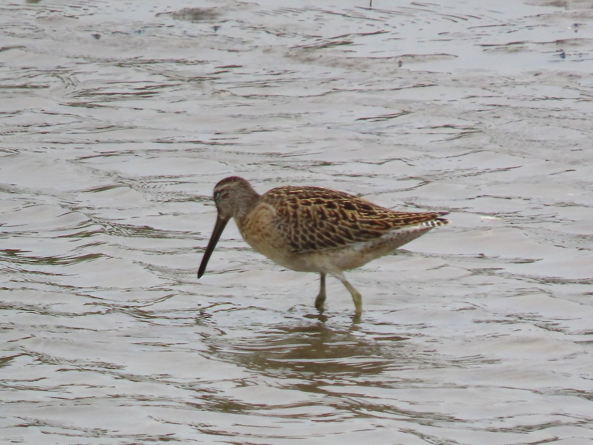 Short-billed Dowitcher - ML641406826