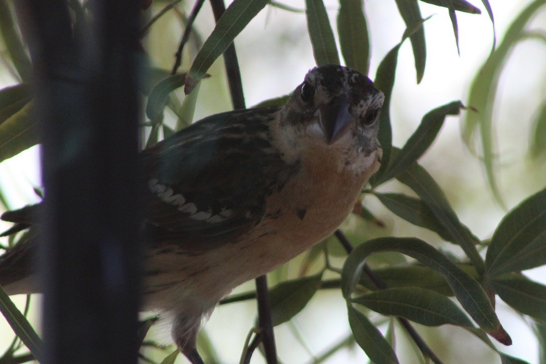 Black-headed Grosbeak - ML641406836