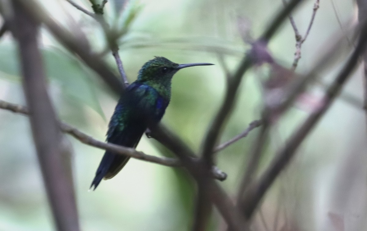 Fork-tailed Woodnymph - ML641406839