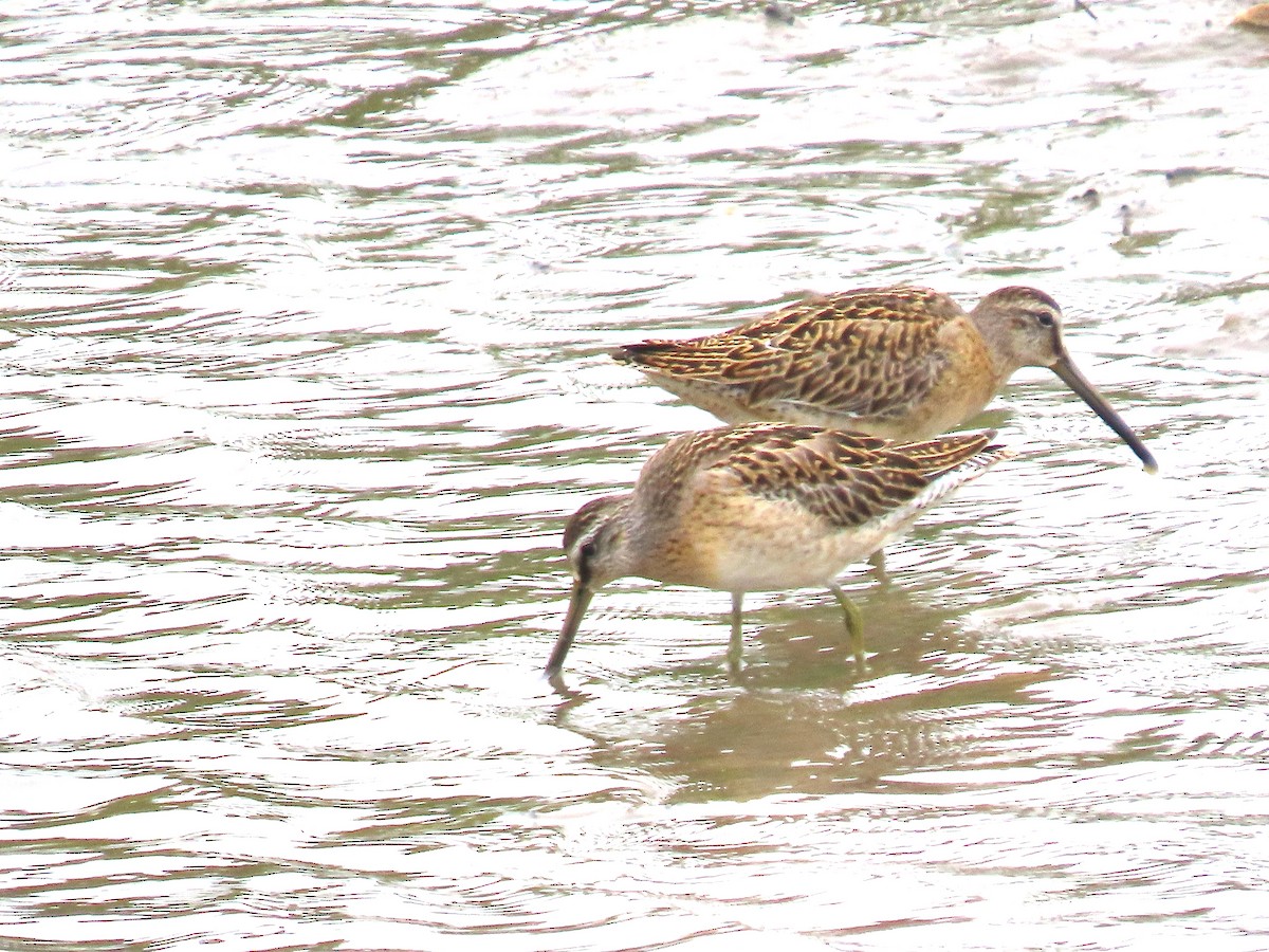 Short-billed Dowitcher - ML641406842