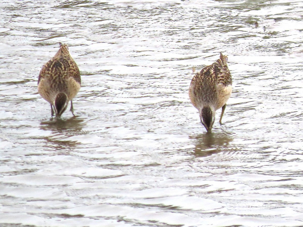Short-billed Dowitcher - ML641406843
