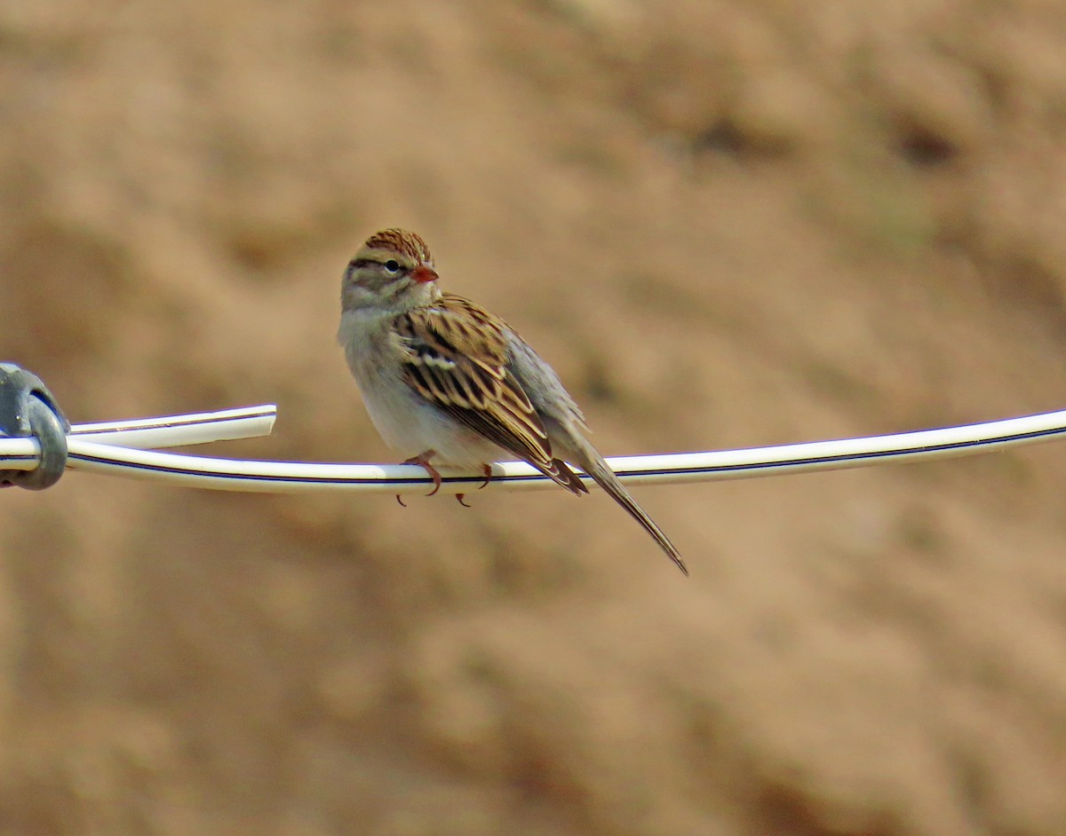 Chipping Sparrow - ML641406845