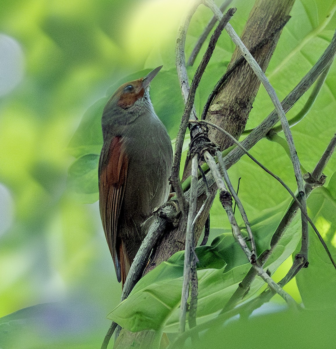 Red-faced Spinetail - ML641406846