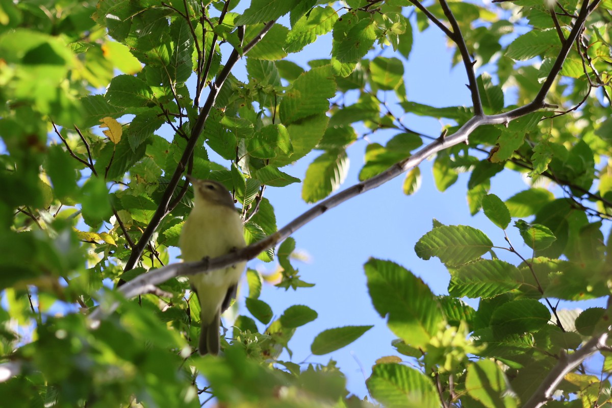 Warbling Vireo - ML641406847