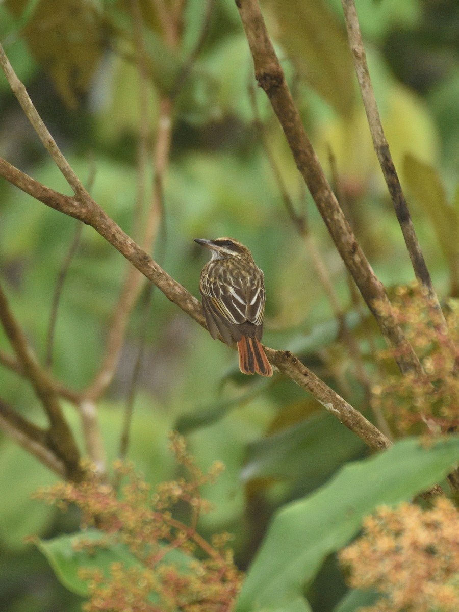 Sulphur-bellied Flycatcher - ML641406849