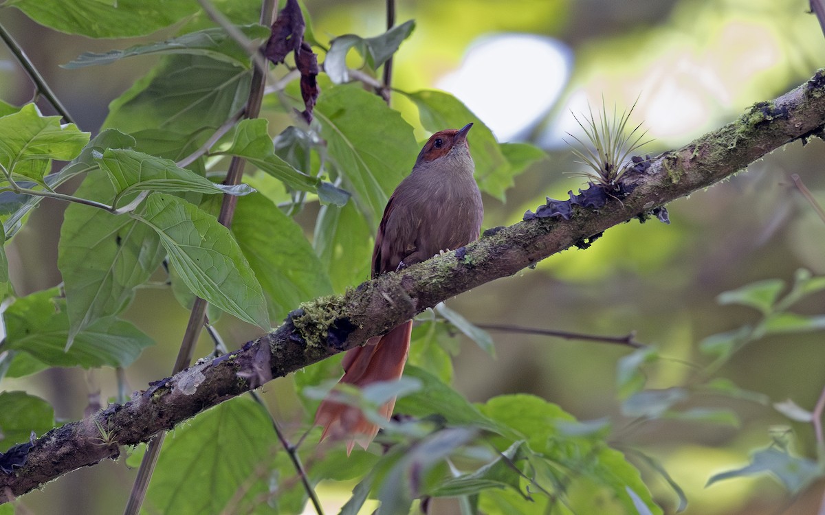 Red-faced Spinetail - ML641406850