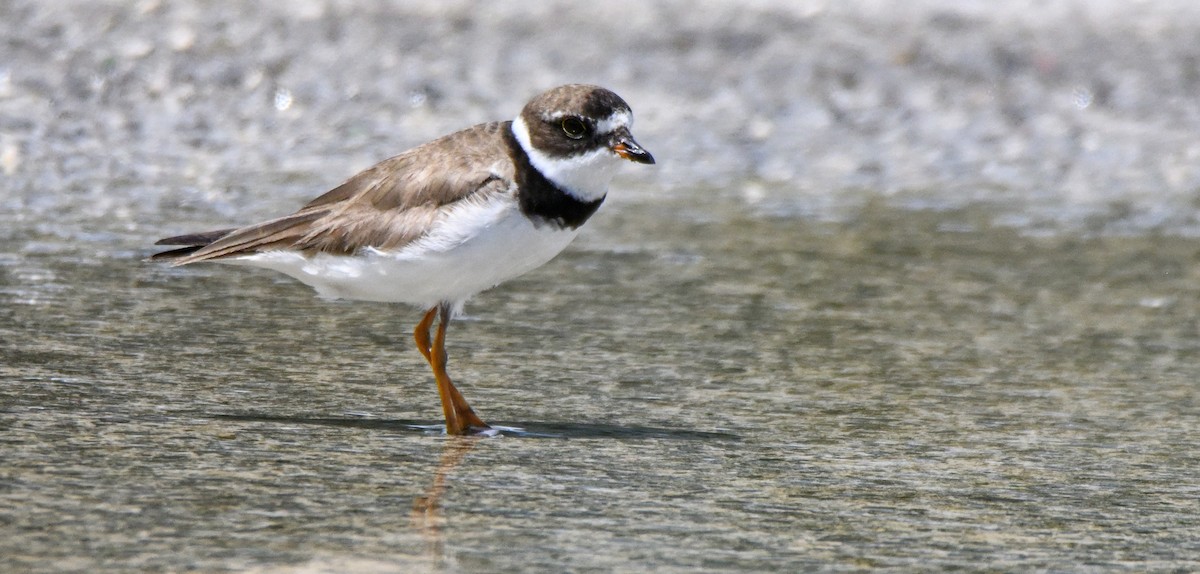 Semipalmated Plover - ML641406851