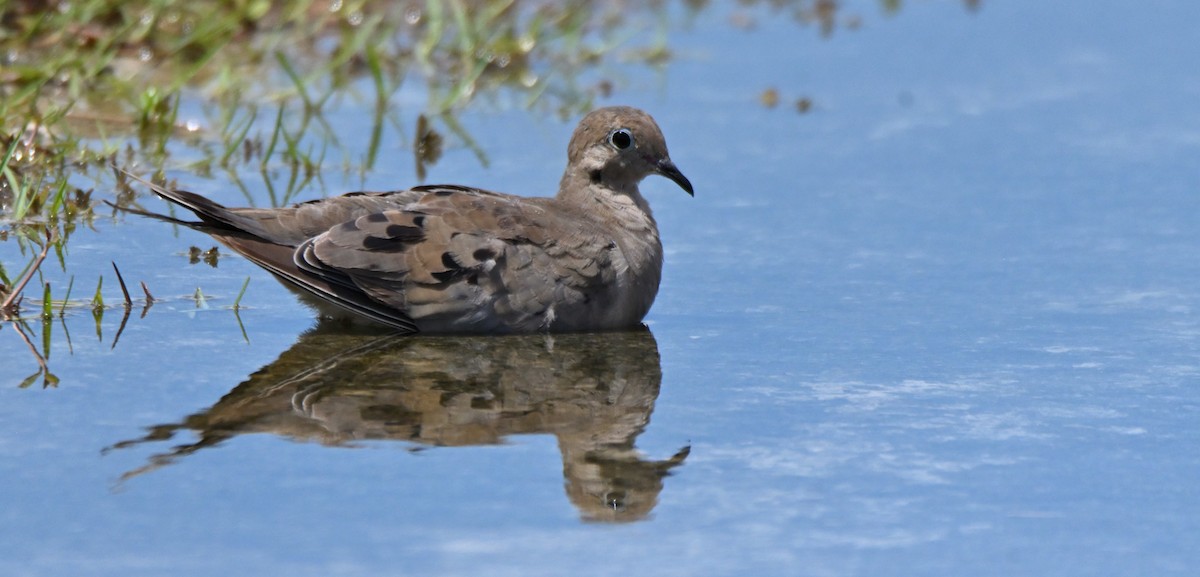 Mourning Dove - ML641406856