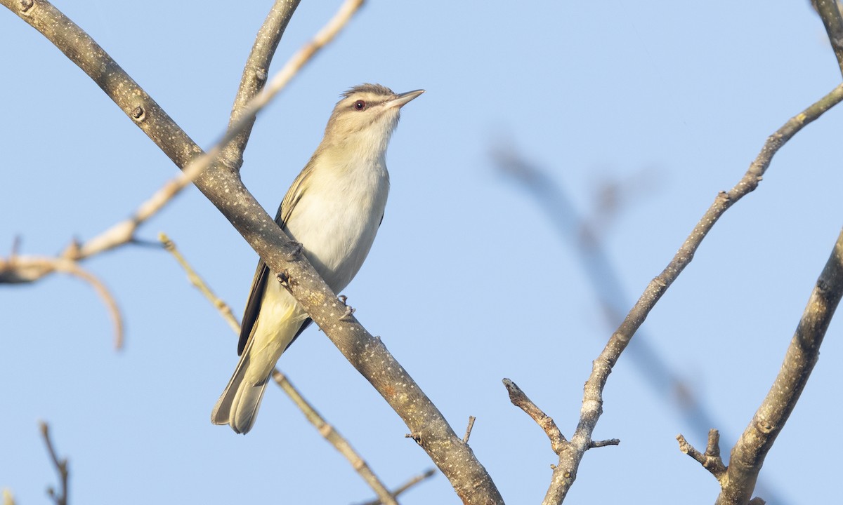Black-whiskered Vireo - ML641406859