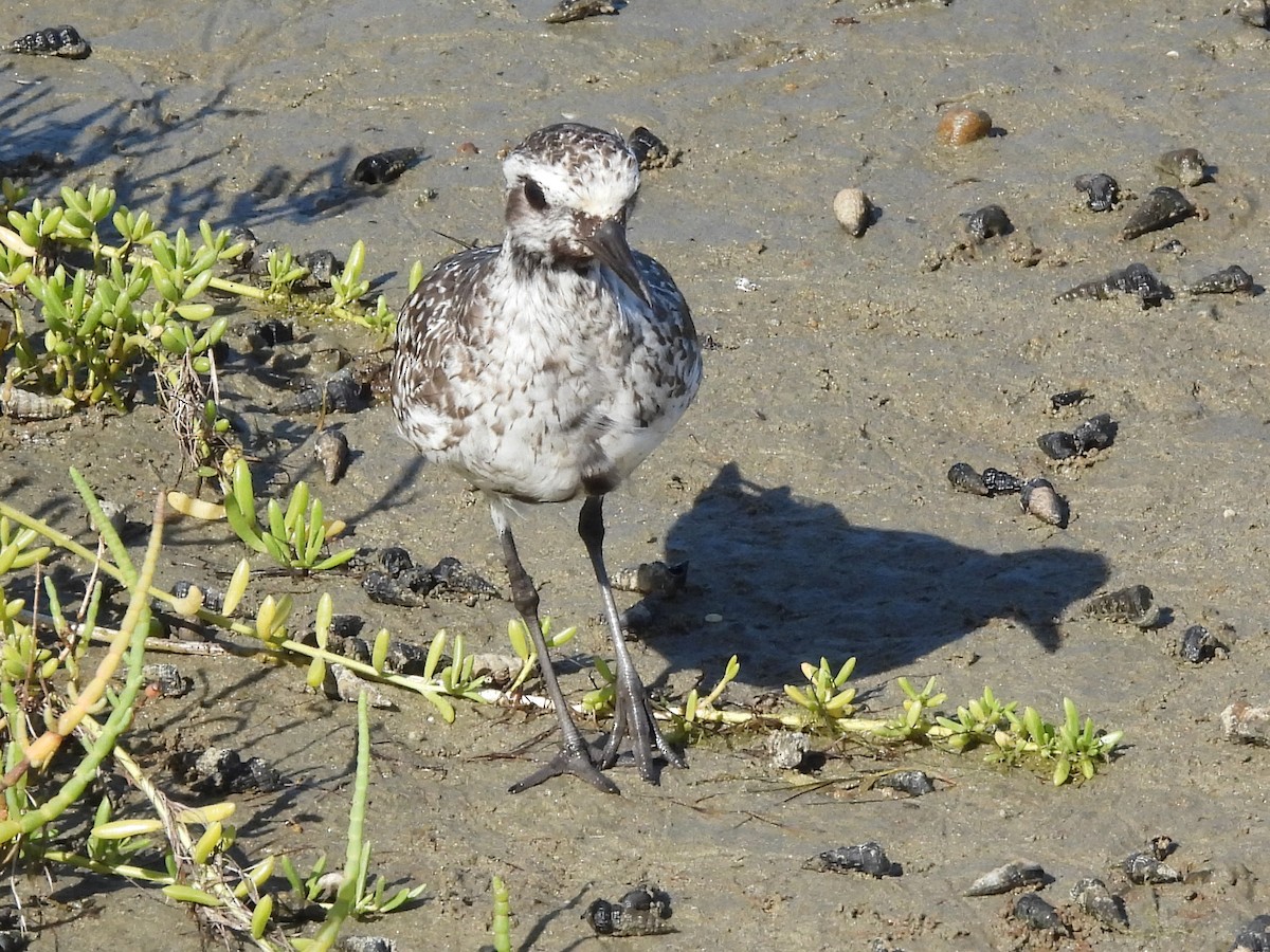 Black-bellied Plover - ML641406862