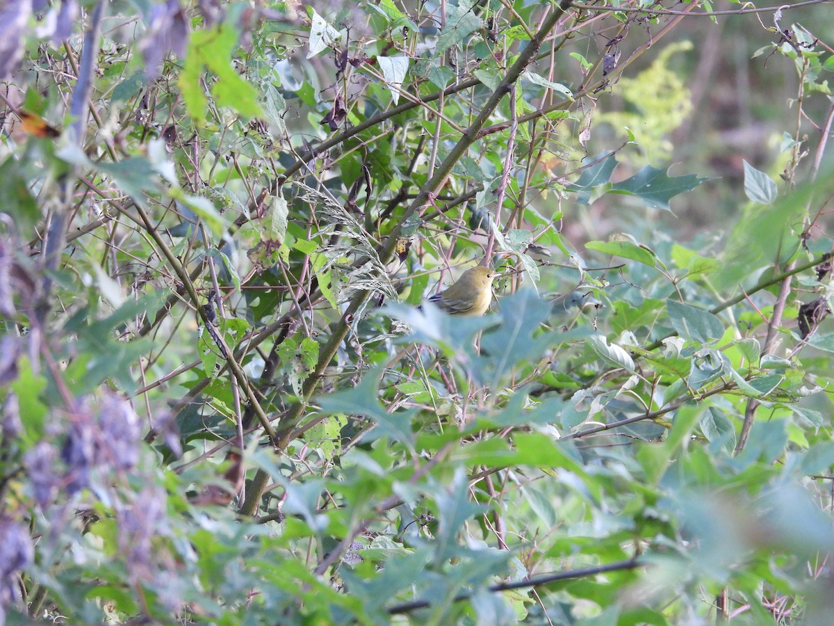 Yellow Warbler - ML641406869