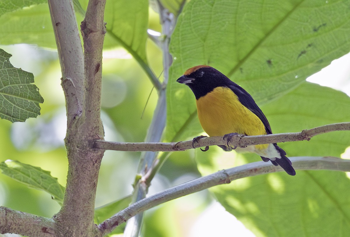 Tawny-capped Euphonia - ML641406875