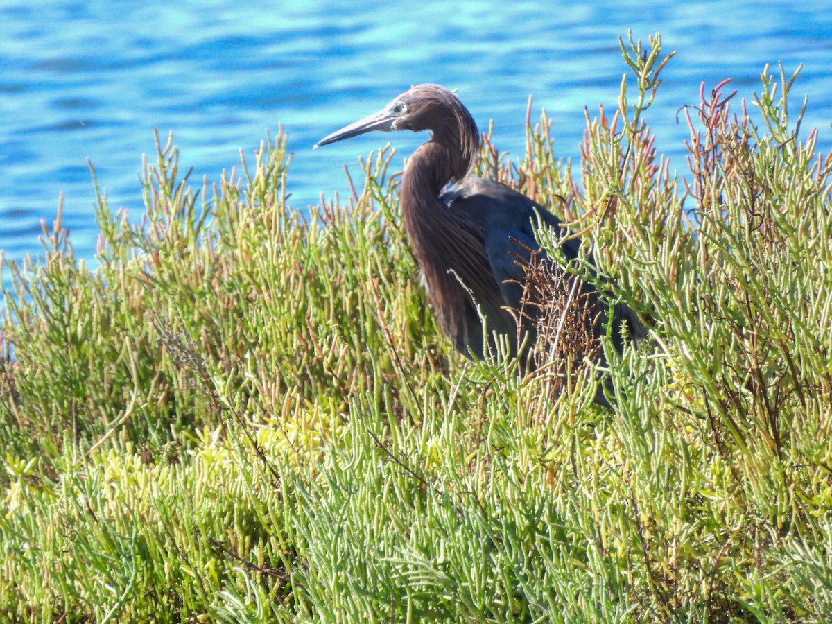 Reddish Egret - ML641406888