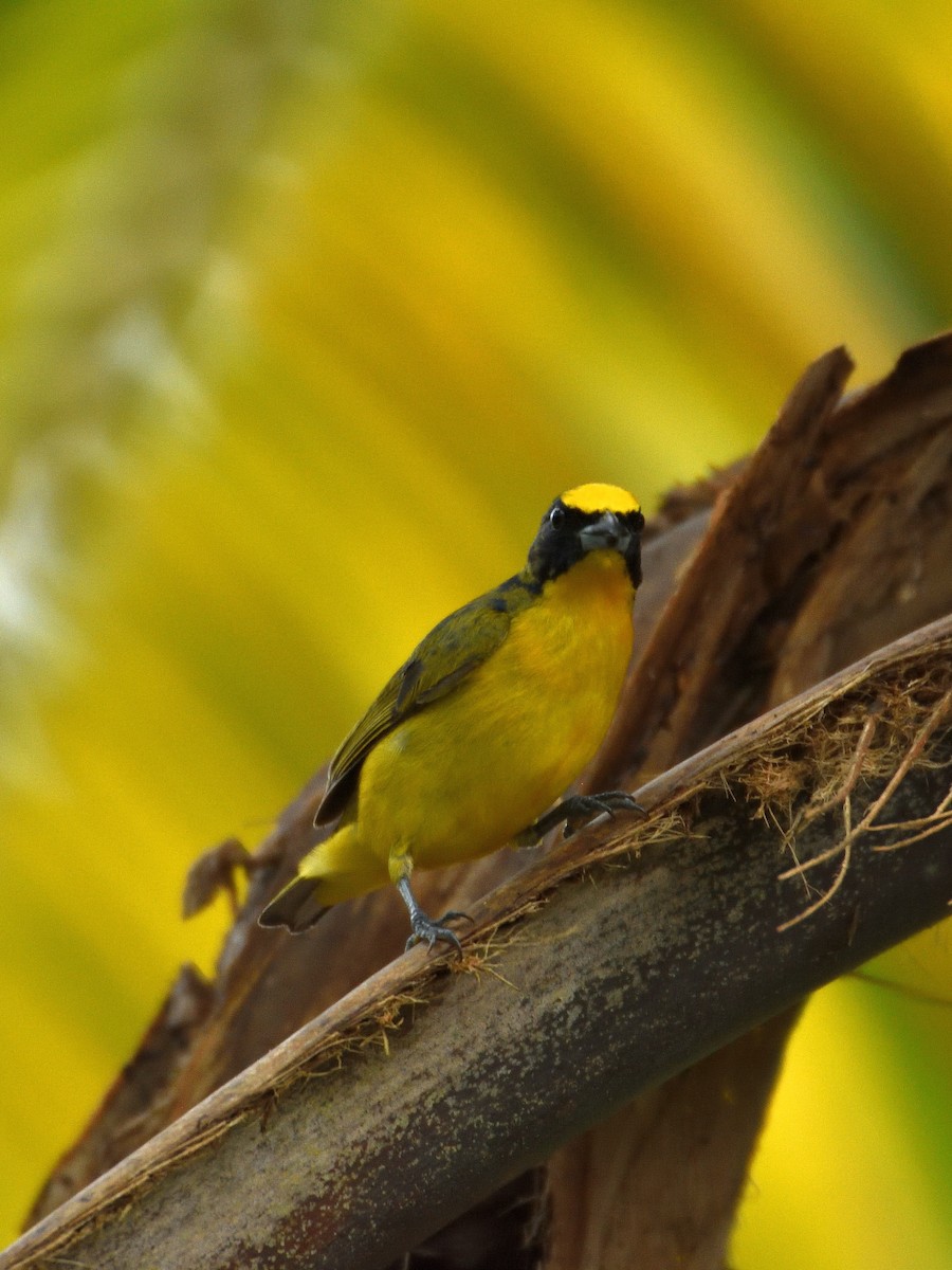 Thick-billed Euphonia - ML641406890