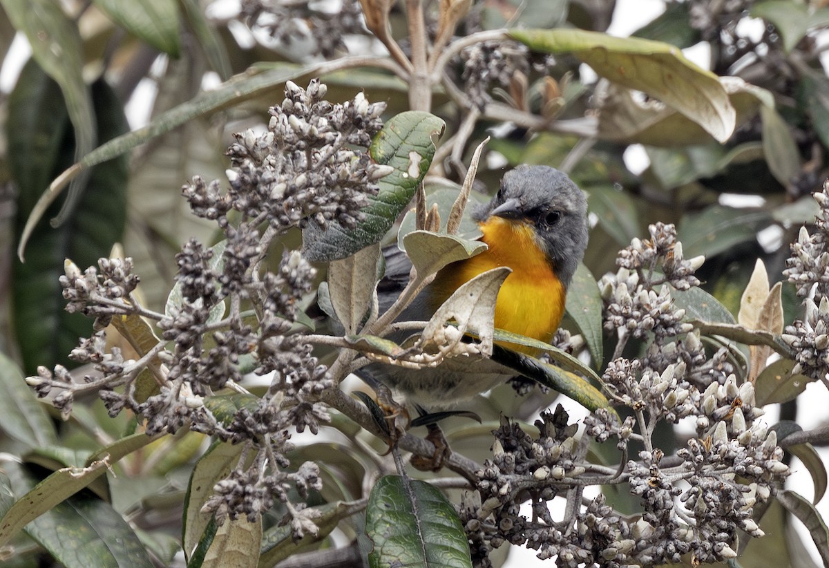 flammeparula - ML641406891