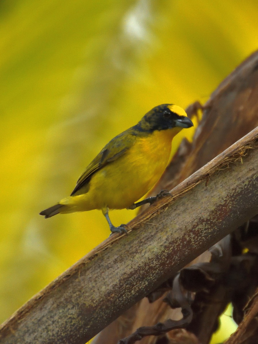 Thick-billed Euphonia - ML641406894