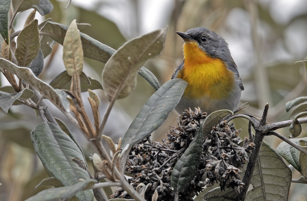 flammeparula - ML641406895