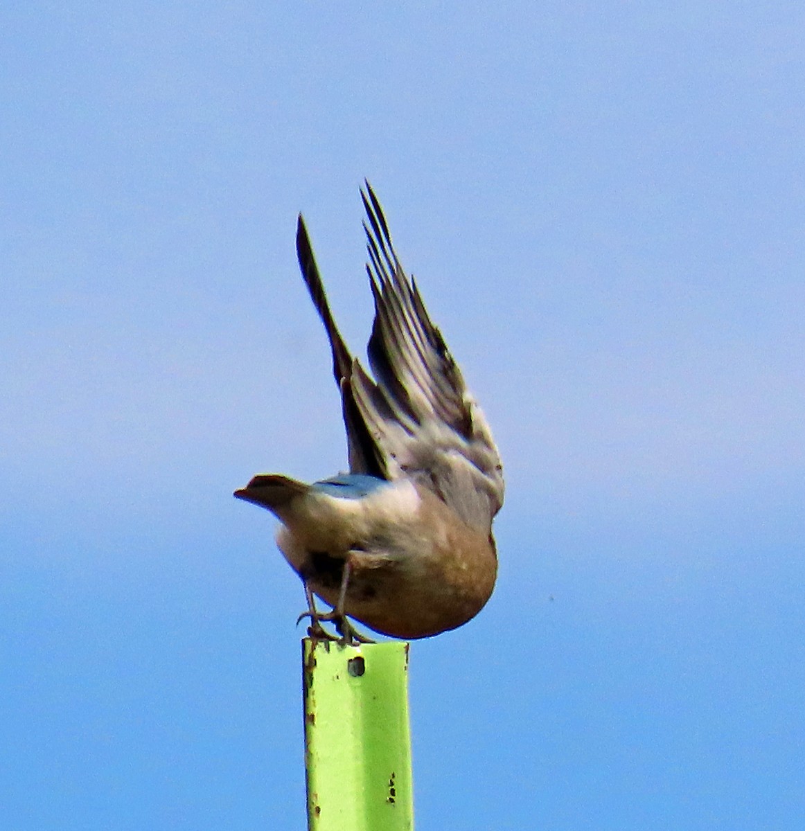 Mountain Bluebird - ML641406899