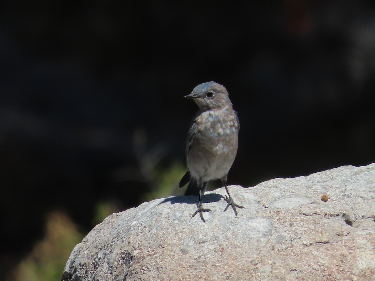 Mountain Bluebird - ML641406903