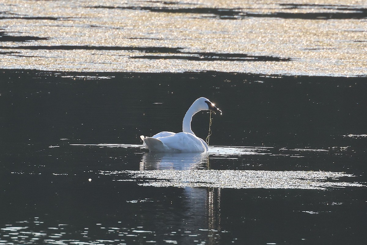 Trompeterschwan - ML641406906