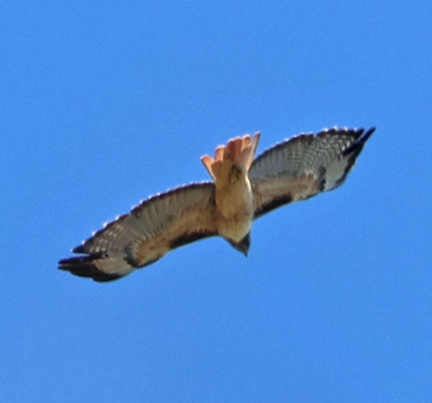 Rotschwanzbussard - ML641406918