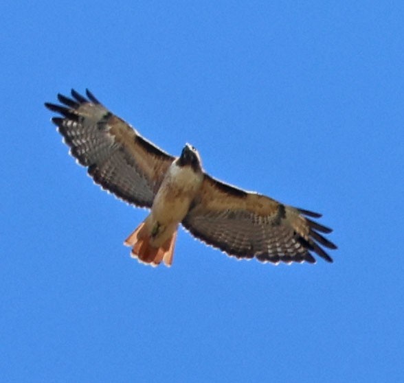 Rotschwanzbussard - ML641406919