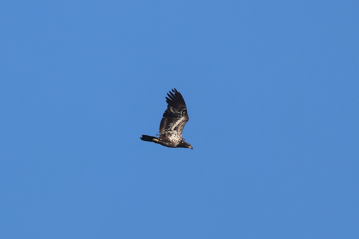 Weißkopf-Seeadler - ML641406921
