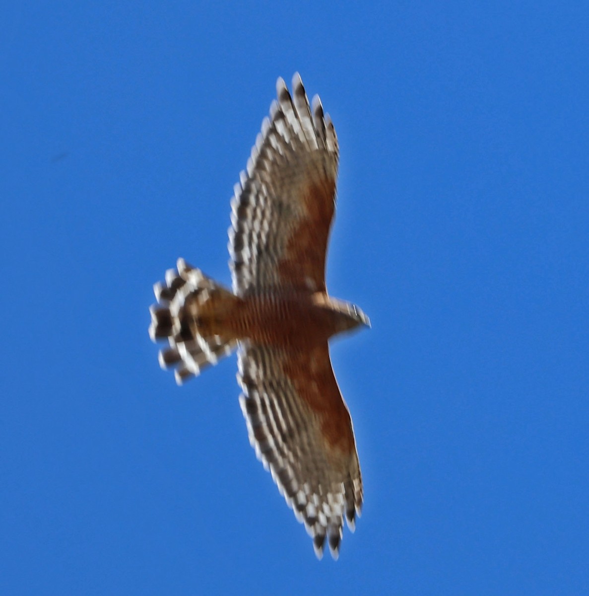 Rotschulterbussard - ML641406922