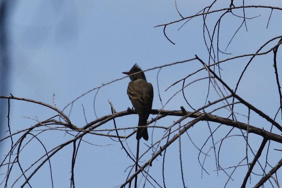 Greater Pewee - ML641406942