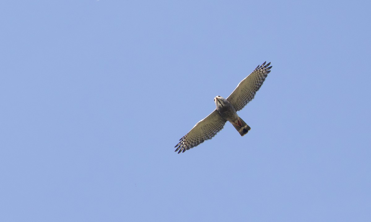Lizard Buzzard - ML641406954