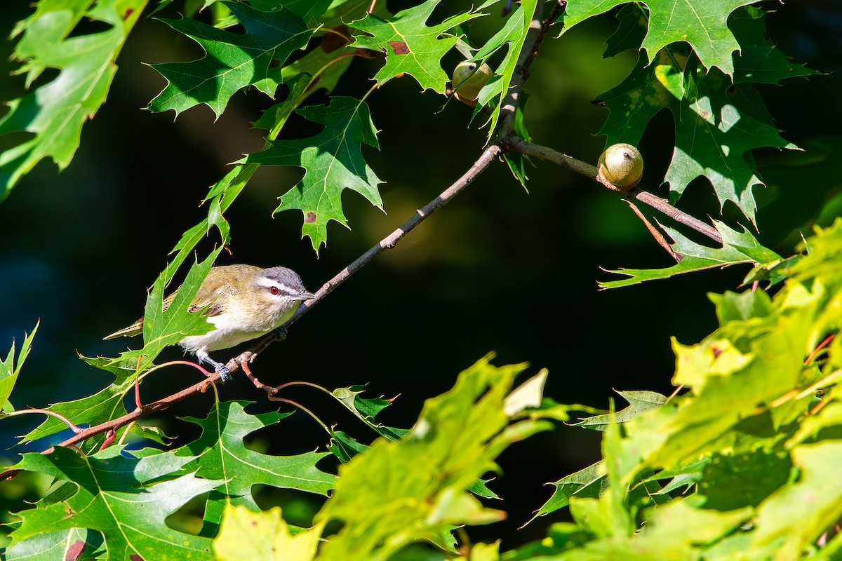 Red-eyed Vireo - ML641406964