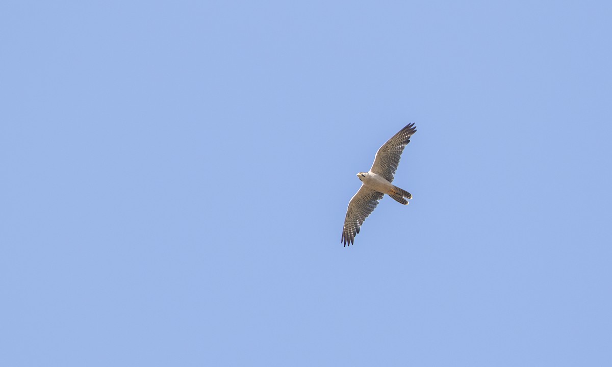Lanner Falcon - ML641406987