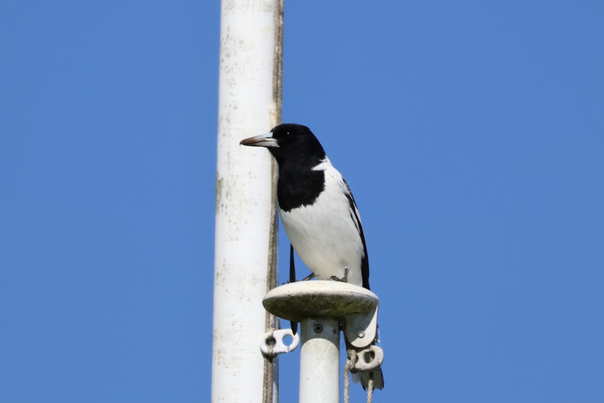 Pied Butcherbird - ML641406988