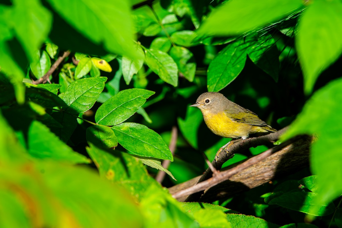 Nashville Warbler - ML641407000