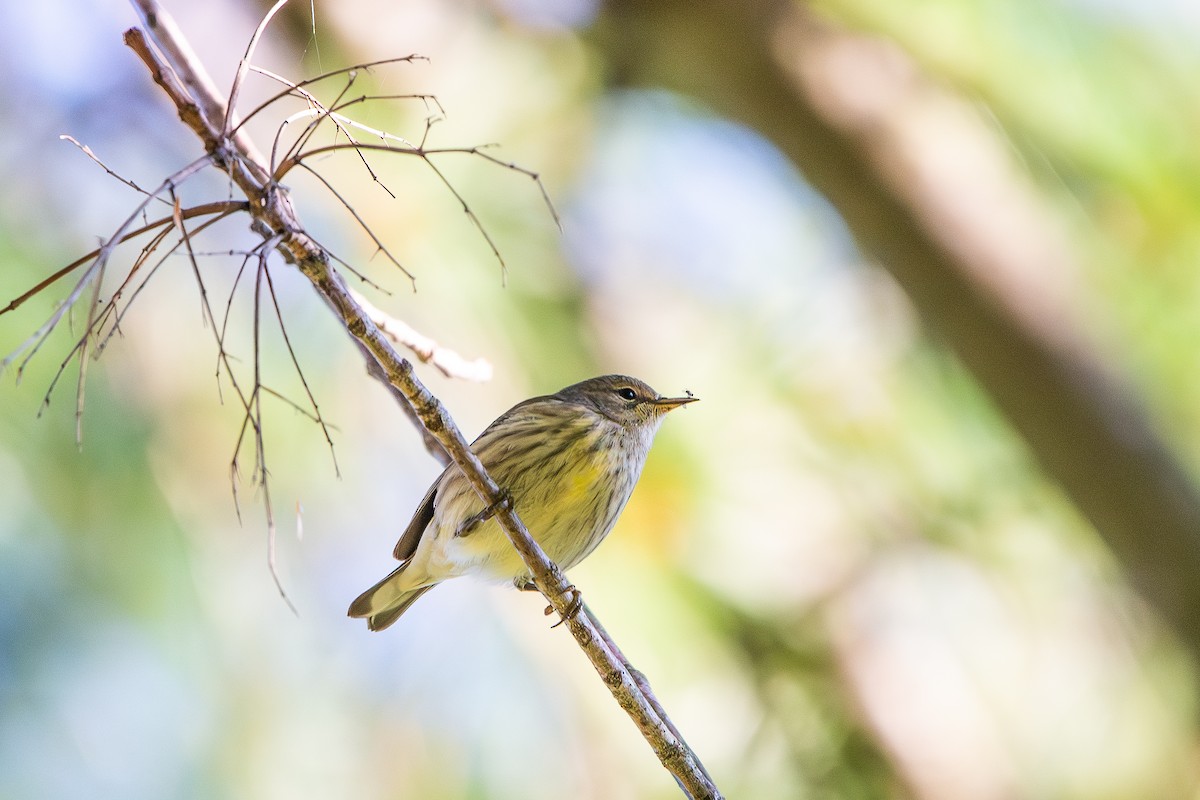 Cape May Warbler - ML641407019