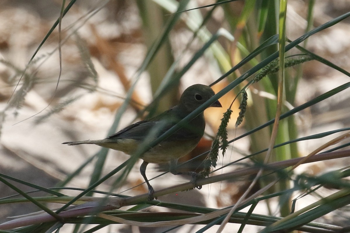 Painted Bunting - ML641407035
