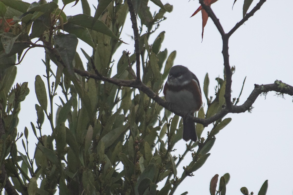 Bay-chested Warbling Finch - ML641407042