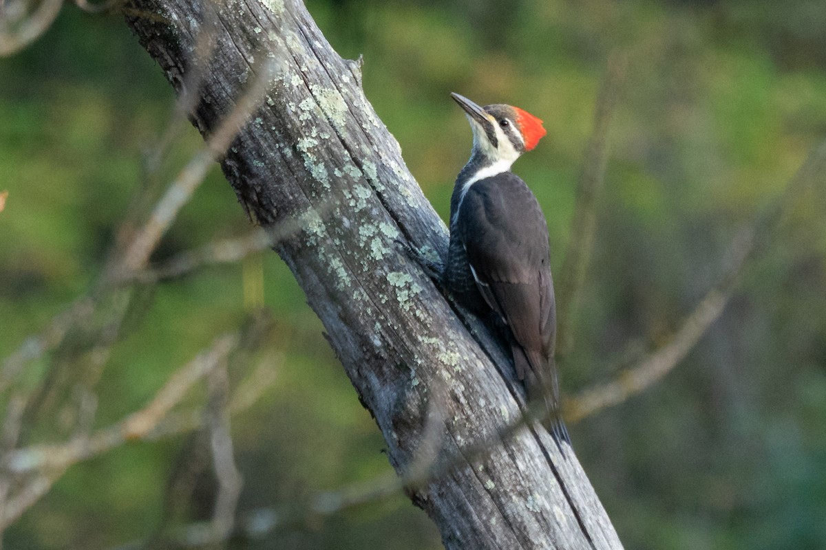 Pileated Woodpecker - ML641407043