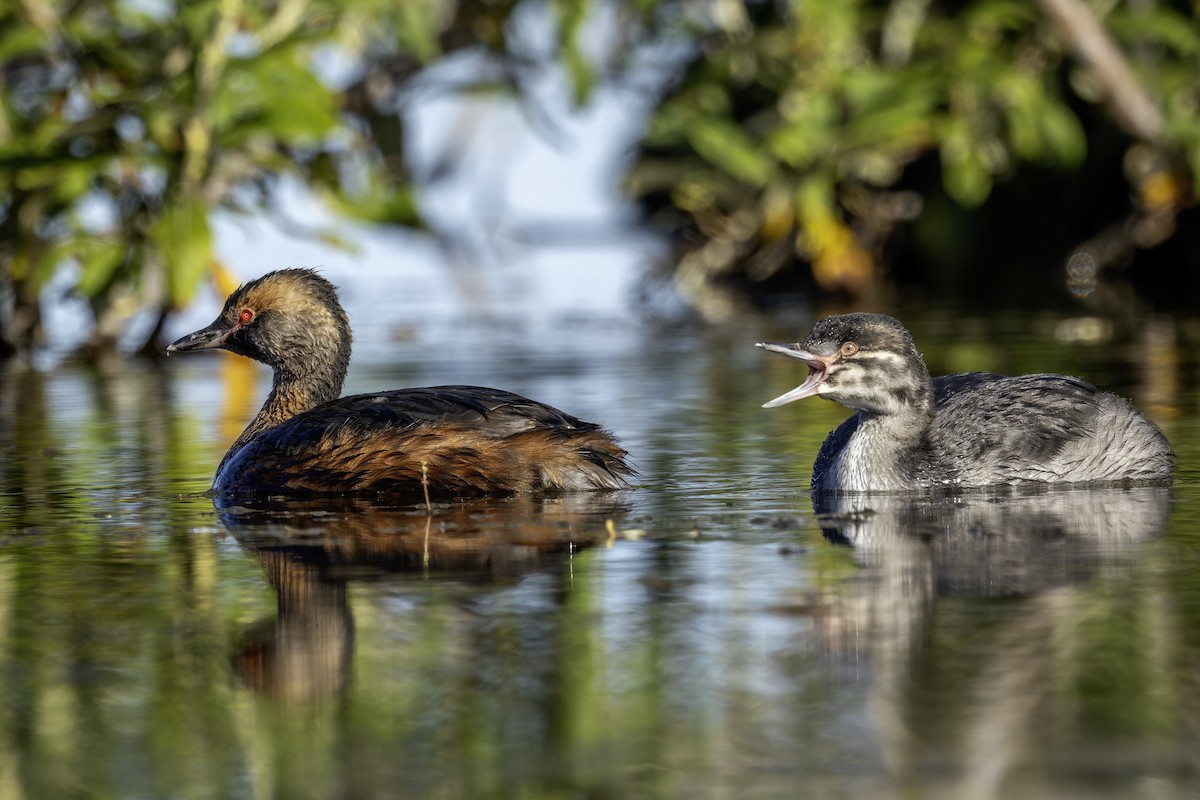 Horned Grebe - ML641407056