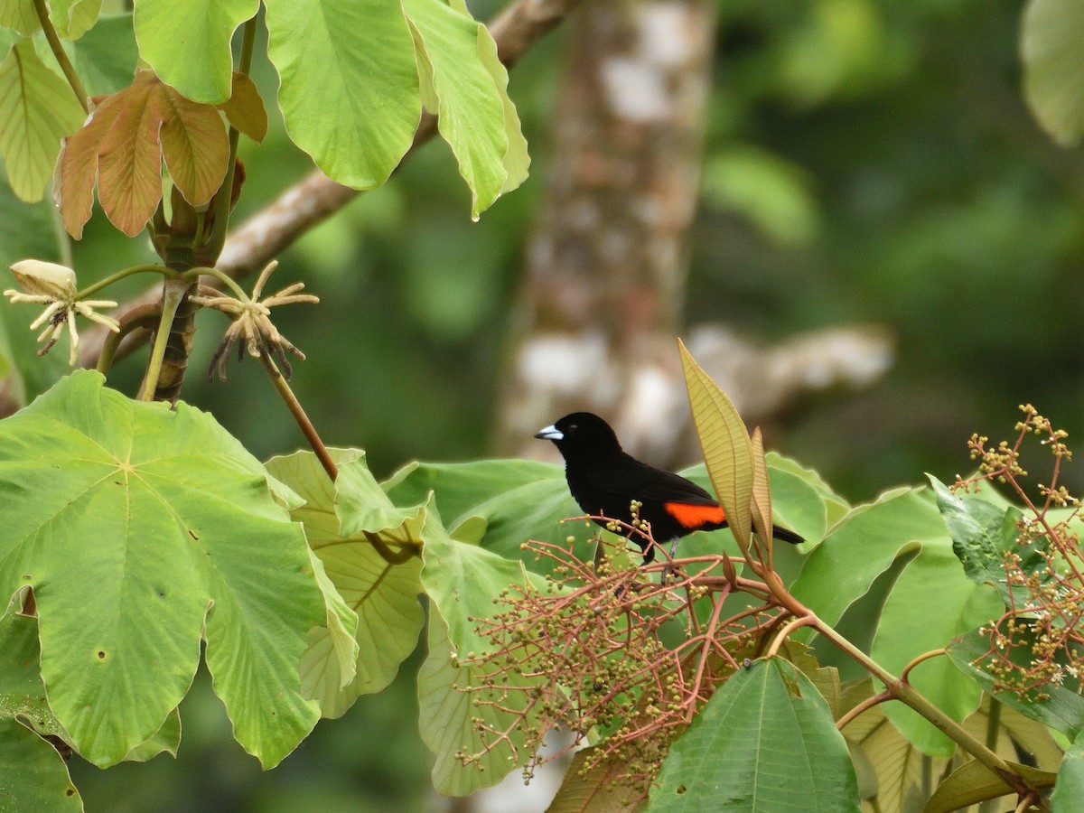 Scarlet-rumped Tanager (Cherrie's) - ML641407068