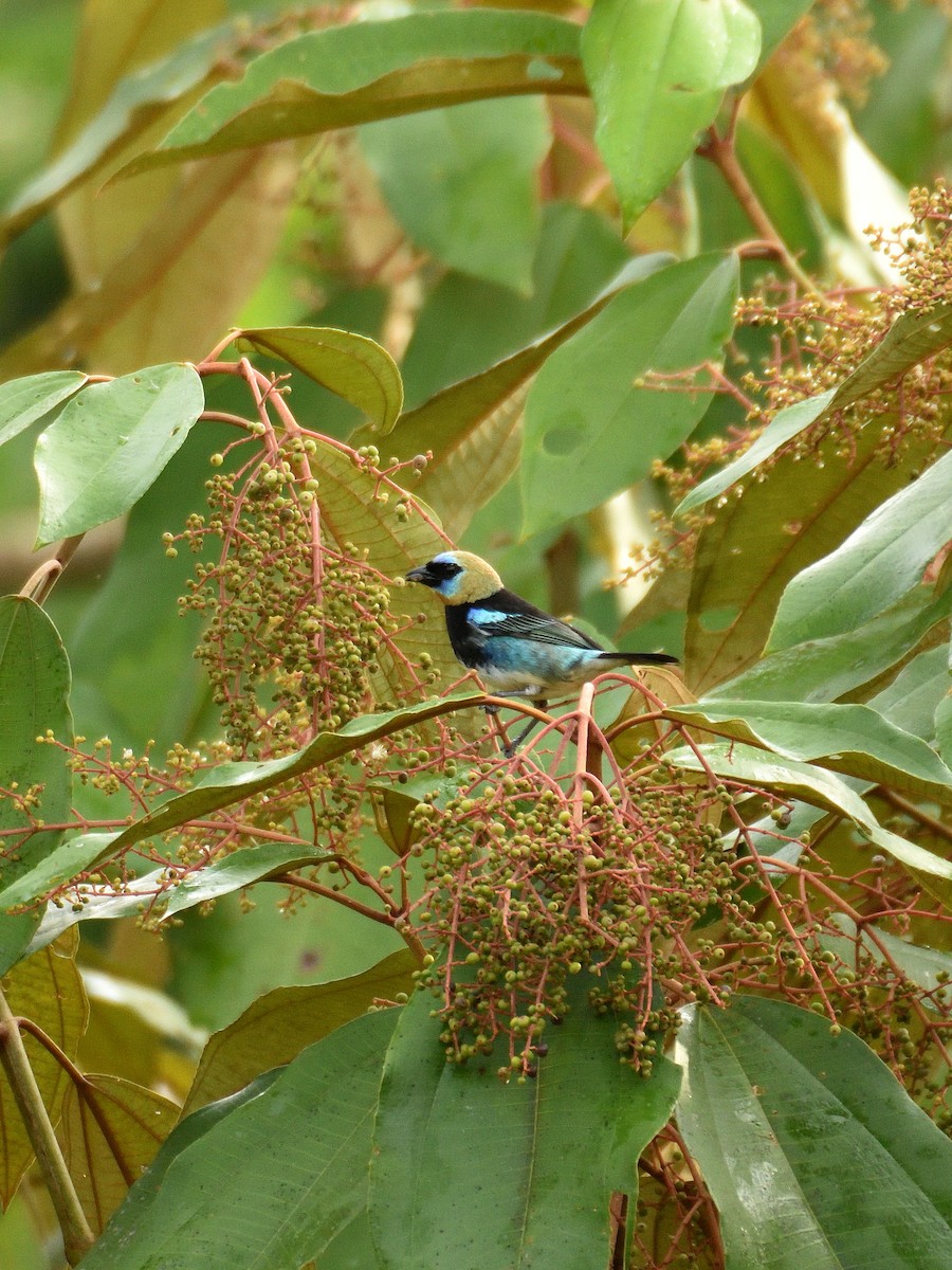 Golden-hooded Tanager - ML641407086