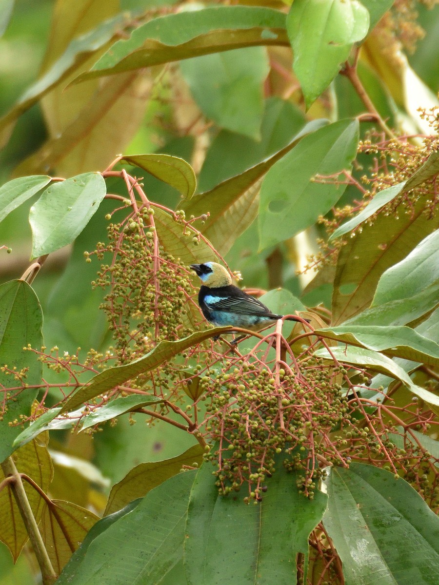 Golden-hooded Tanager - ML641407087