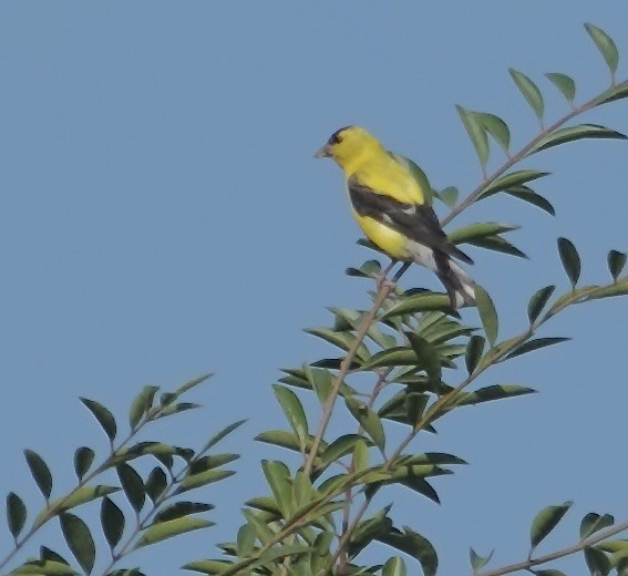 American Goldfinch - ML641407135