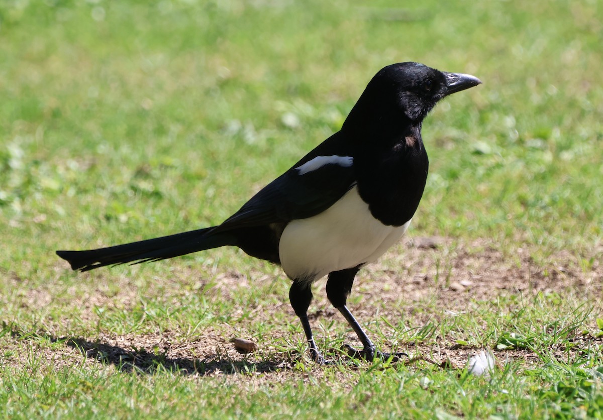 Eurasian Magpie - ML641407140