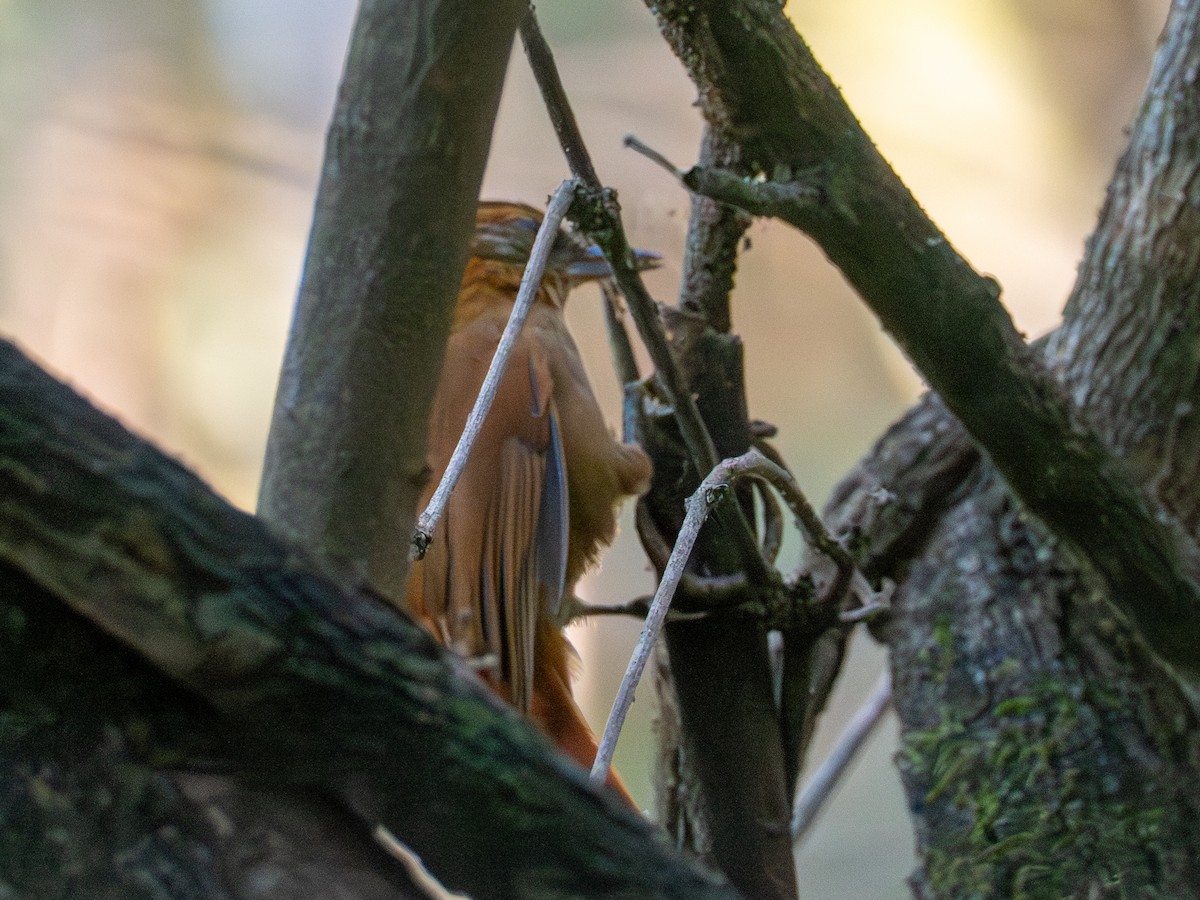 Rufous-necked Foliage-gleaner - ML641407149