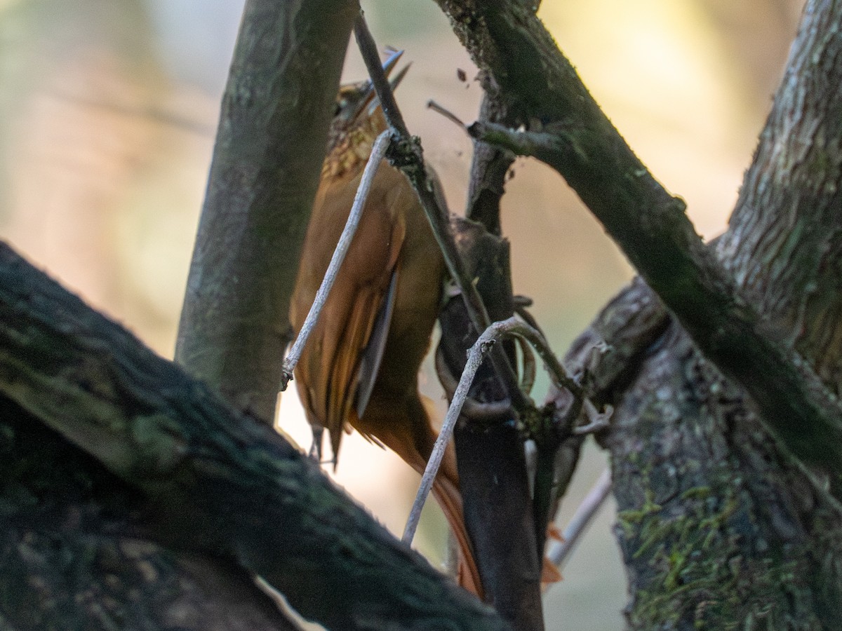 Rufous-necked Foliage-gleaner - ML641407151