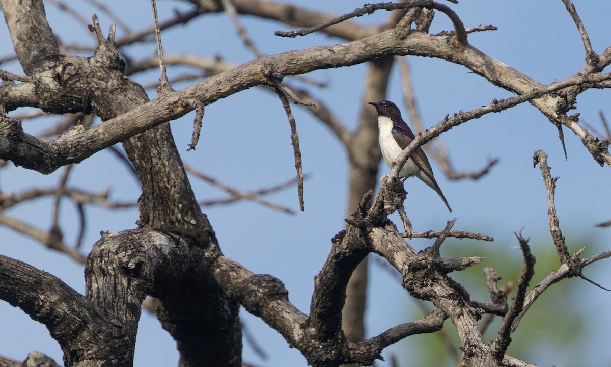 Suimanga Violeta - ML641407153